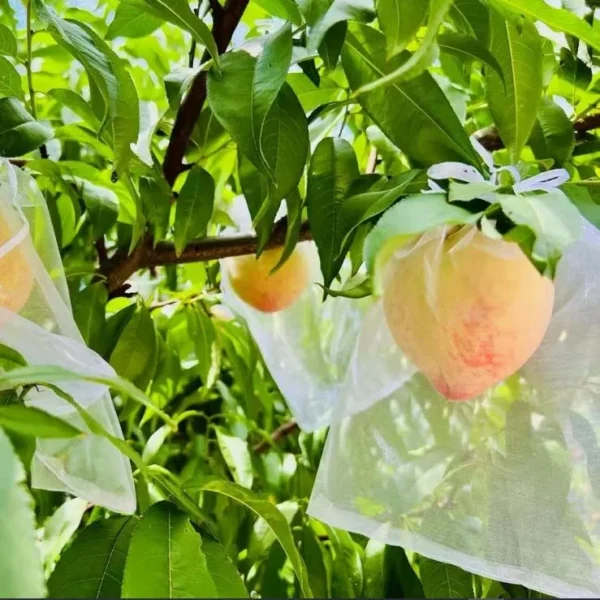 25 PCs । Reusable Fruit Protection Nylon Net Bag  (25×35 cm) । CN-42